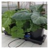 Auto3_XL_Plantasia_Web_6.jpg