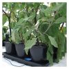 Auto_9_XL_Plantasia_2_Web.jpg