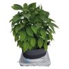 PlantSkirt_Brasica_Web.jpg