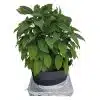 PlantSkirt - Thumbnail Image 4