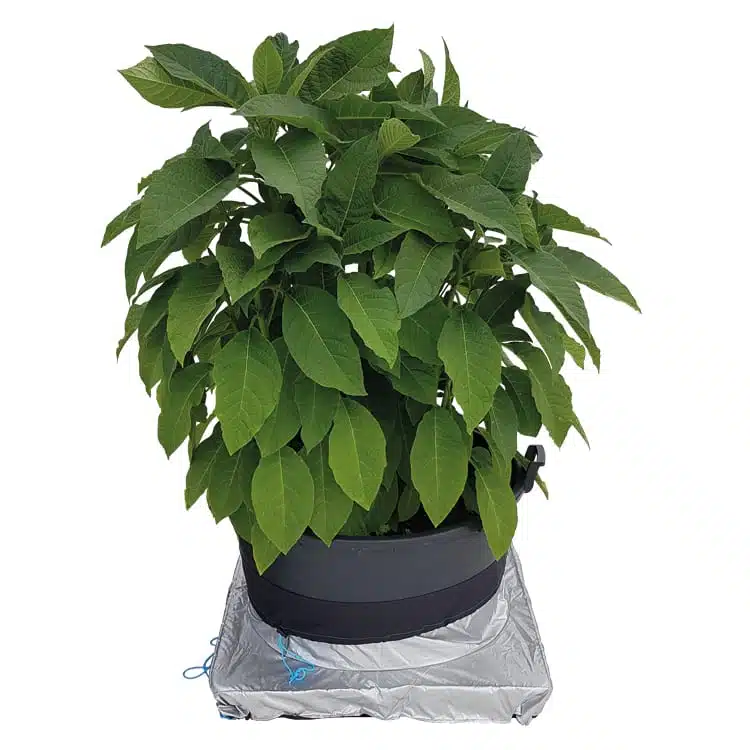 PlantSkirt - Imagen 4
