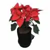 Sistema 12Pot XL FlexiPot - Thumbnail Image 3