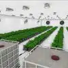 Veg-Phase-II-option-2-High-Res-1.jpg
